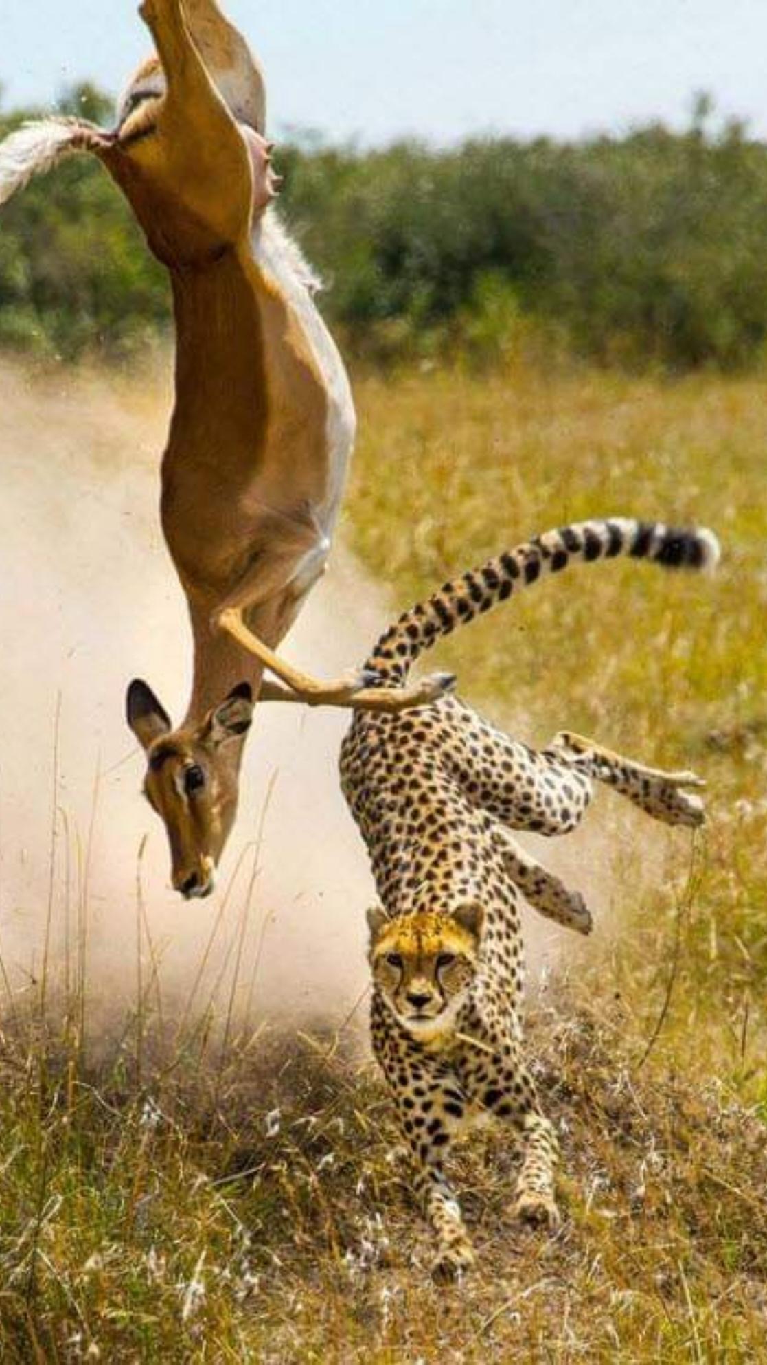 Shock to the cheetah ❓️ #fyp. #video #🦌vs🐆 #fyppppppppppppppppppppppp #omg #tiktok #video #tifypシ゚viral🖤tiktokfyp♡☆ 