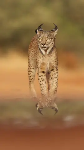 Face to face with one of the rarest cats in the world, one of the craziest encounters ive had. Makes the 9 hour days in the 40 degree hides worth it. #natgeowild #wildanimals #conservation #discoverspain #wildlifefilmmaker #iberianlynx #lynx #catlover #catsoftiktok #catwalk 