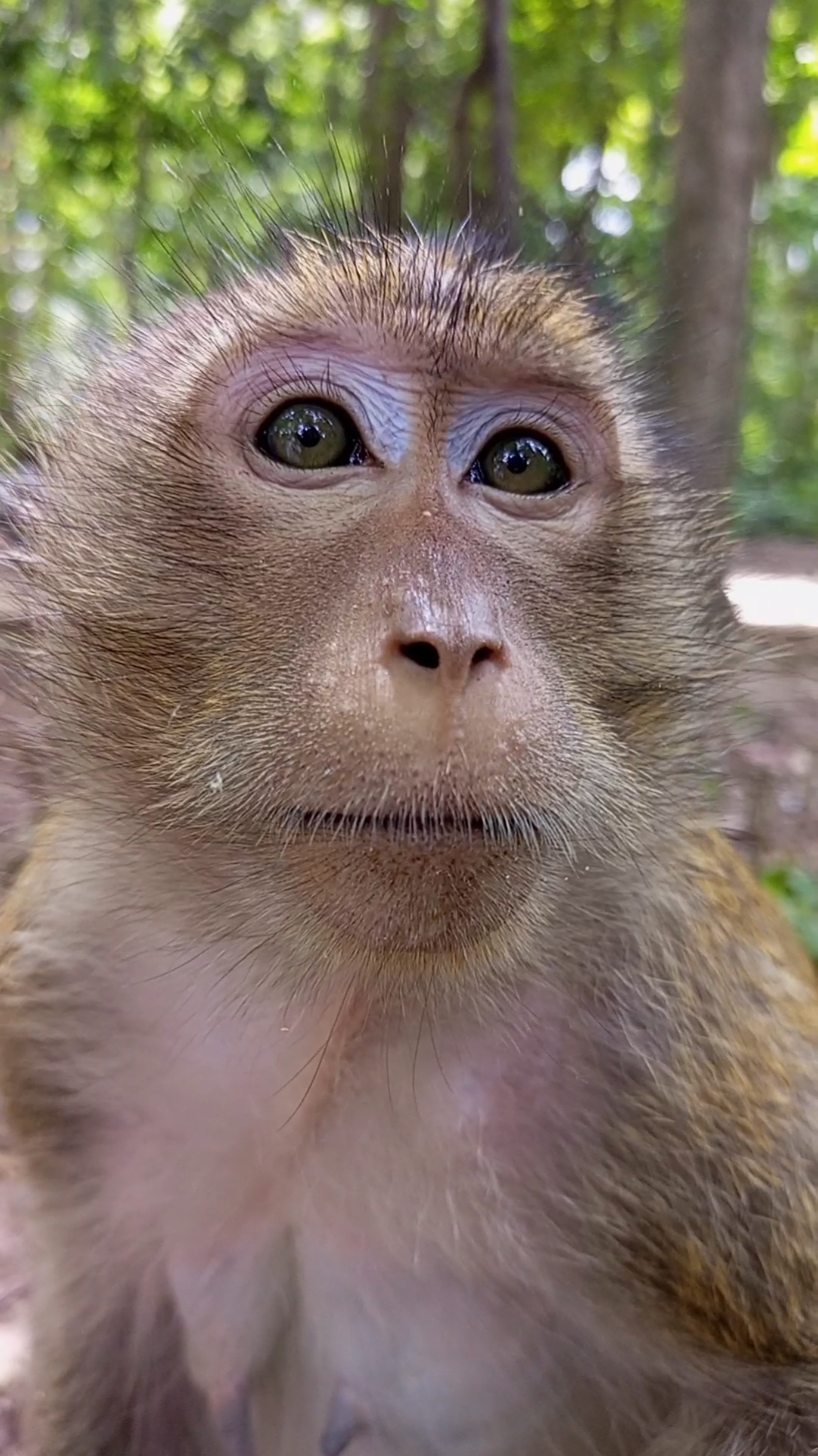 Adorable monkey 🐒🐵 Videos#fypシ゚viral #smartmonkey #monkeystyle #babymonkey #animals #trending #foryou 