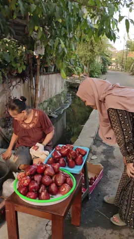 Panen Jambu Dalhari Manis #panenjambu #jambudalhari 