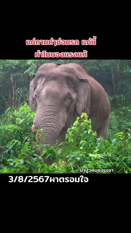 #เพจปาปูวคนชอบเขา #พี่เดี่ยวหลับ #ช้างป่าเขาใหญ่ #อุทยานแห่งชาติเขาใหญ่ 