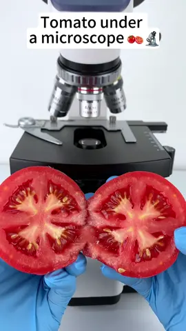 Tomato look cool at 400x magnification! #microscope 