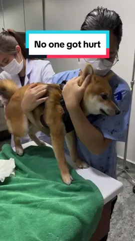 Does ur dog hate the vet as well? 🐕#柴犬 #dog #pet #shibainu #animals #shiba #puppy #vet 
