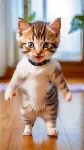 Cat dance motorcycle #cat #dance #motorcycle #dieunhaylaixemoto #petdance 