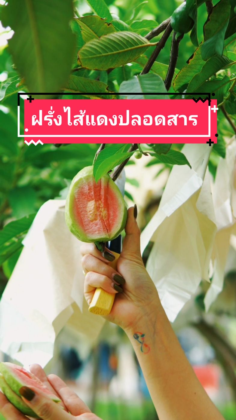 ฝรั่งไส้แดงปลอดสารพิษ #ฝรั่งแตงโม #ฝรั่งไส้แดง #ฝรั่งผลแดง #วิธีปลูกฝรั่ง #พี่ต้อมเกษตรปลอดสารพิษ 