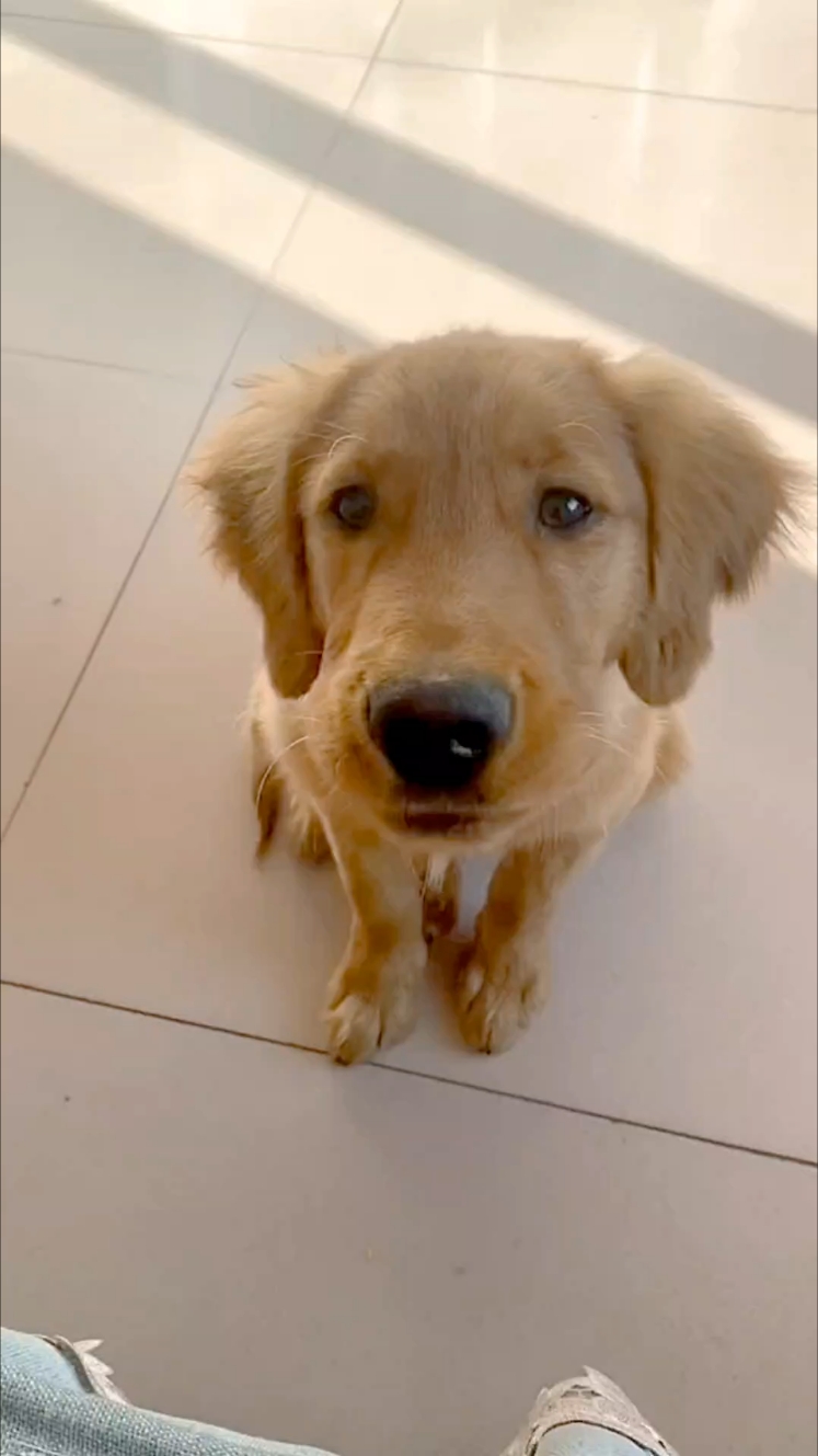 #goldenretrieverlife #talkingdog #dogsoftiktok 