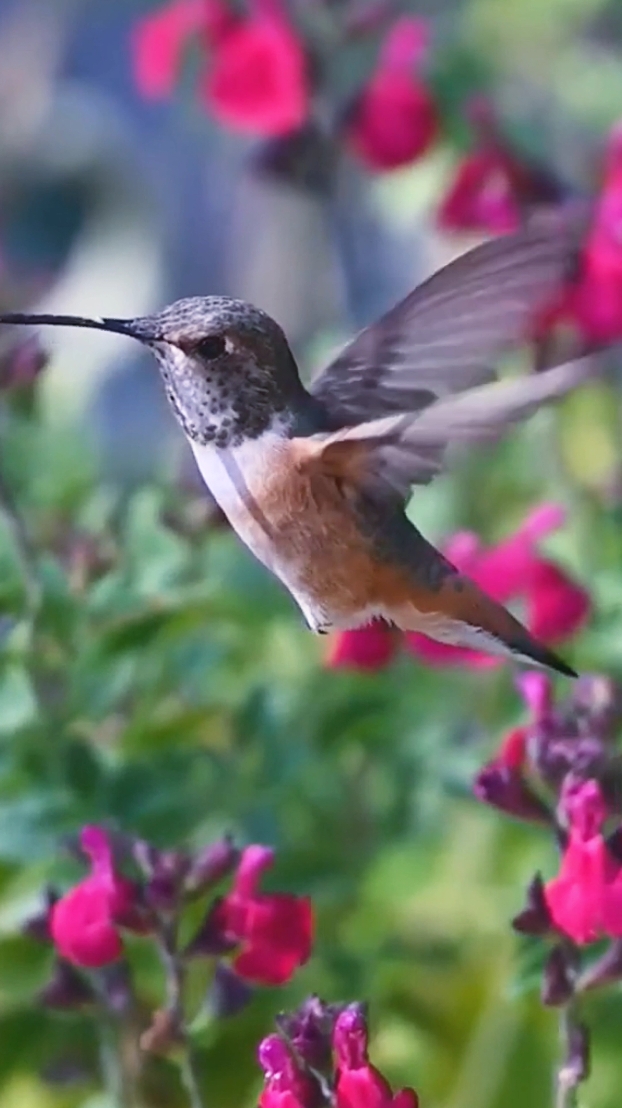 The delicacy, colors and agility of this bird make it one of the most incredible in nature. The hummingbird is one of the most interesting birds in the world. There are several species of different colors and they can all beat their wings more than 50 times per second. . This bird needs to feed more than 5 times a day to maintain the accelerated rhythm of its organism. It can be found in several countries in different species. Its flight is a great show of natural ballet, flying with a magnificent and wonderful perfection in the animal kingdom. . #amazing #amazingvideo #world #beautiful #Wonderful #wonderful #animals #animais #hummingbird #beijaflor #birds #bird #passaros #aves #cute #naturelover #nature #natureza #Love 