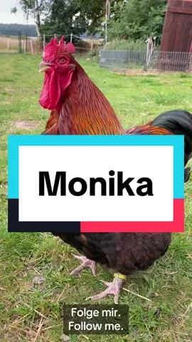 #monika #monica #funny #funnyvideos #lustigevideos #lustigeclips #lustig #lustigetiere #rooster #chicken #funnyanimals #name #namesday 