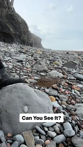 Here is a suspicious rock that we found on a recent beach walk… It was trapped beneath a huge boulder! In the same video we opened the nodule up with our hammer! 🏝🌊 The surrounding shale is softer than the nodule and is easily broken away. Inside the nodule, a beautiful Dactylioceras tenuicostatum ammonite from the Jurassic 😍🦑 These ammonites are around 180 Million Years Old 💀🏝 Thank you for supporting our page! 🐊 #natural #nature #fossil #fossils #ancient #animals #art #ammonite #ammonites #dinosaur #scientist  #minerals #paleontology #whitby #geologist #dorset #geology #charmouth #jurassic #yorkshire #beach #coast #sea #water #squid #fyp 