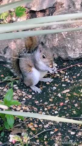 feeding cute squirrel 🐿️#squirrel #fyp #england 