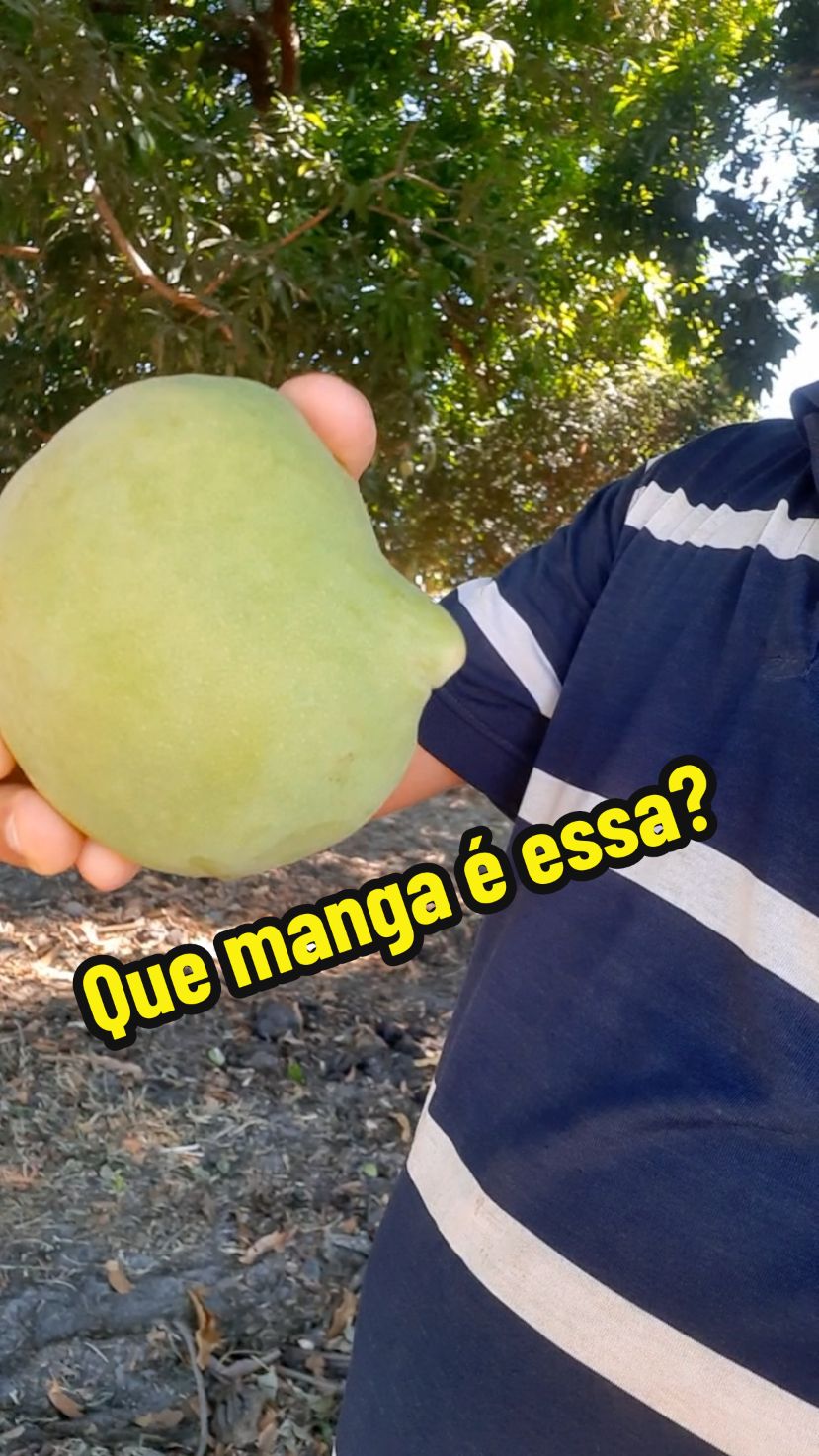 Qual e o nome dessa manga ? #manga  #nome  #Vlog  #vidanaroça  #comentários @vidacaipira12 