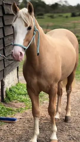 E ta se parando lindo o potro baio #cavalos #cavalo #cavalocrioulo #cavalocrioulooficial #abccc #potro #baio #ruano 