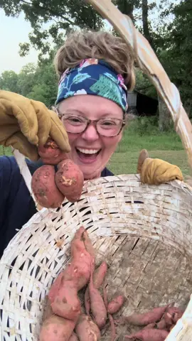Sweet Taters!!! #garden #gardening #homestead #homesteading  #homesteadtiktok #foodtiktok #food #growyourown #fypシ゚viral #arkansas #sweetpotato #harvest #harvesting #vegtables #veggies #homegrown #plant #plants #plantsoftiktok #gardeners #gardenersoftiktok #gardener #gardentok #tiktok #Foodie #southern #southernaccent #country #countrylife #countryliving 