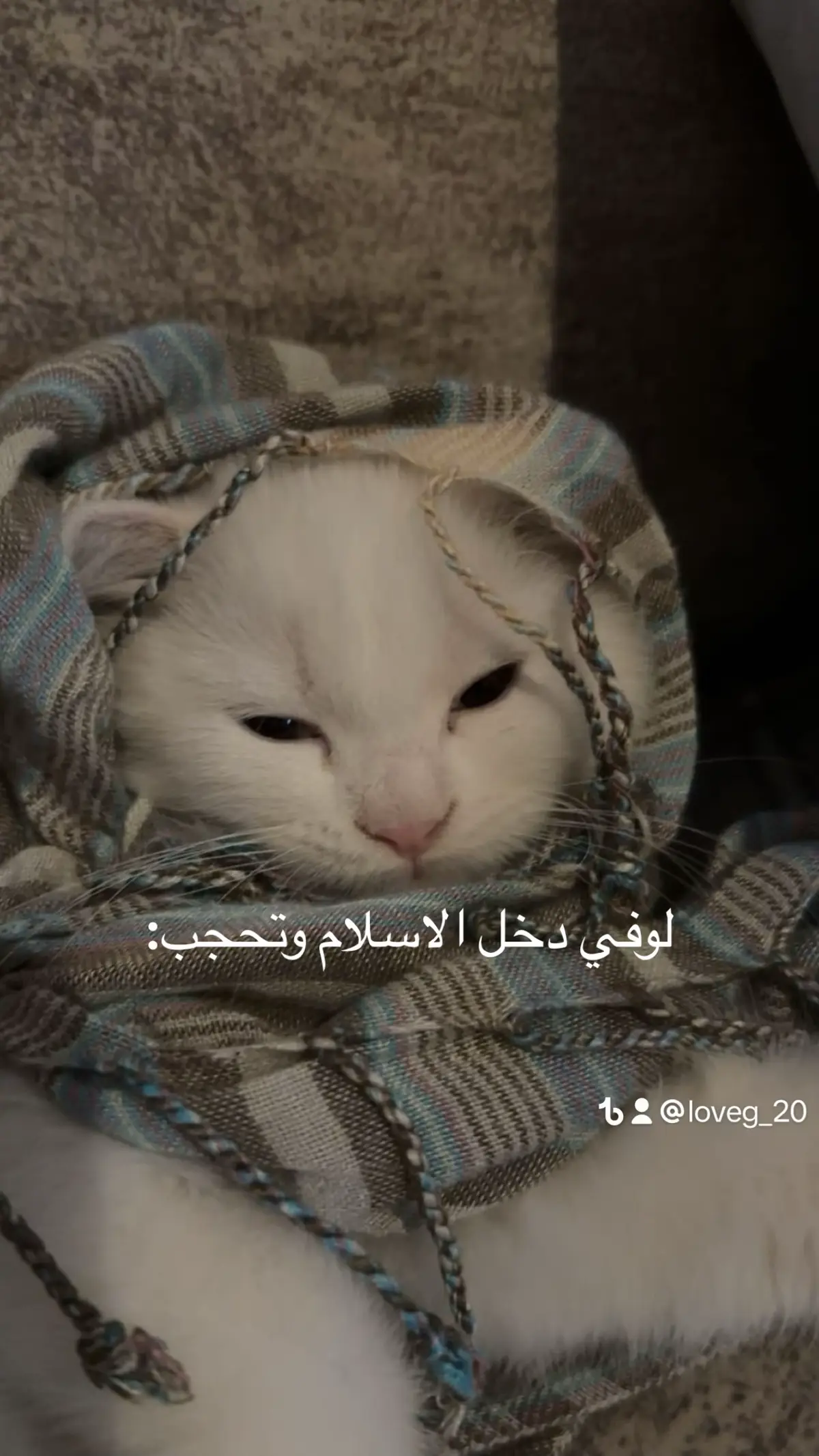 لوفي صار مسلم 🛐#يومياتي_مع_قططي🐈 