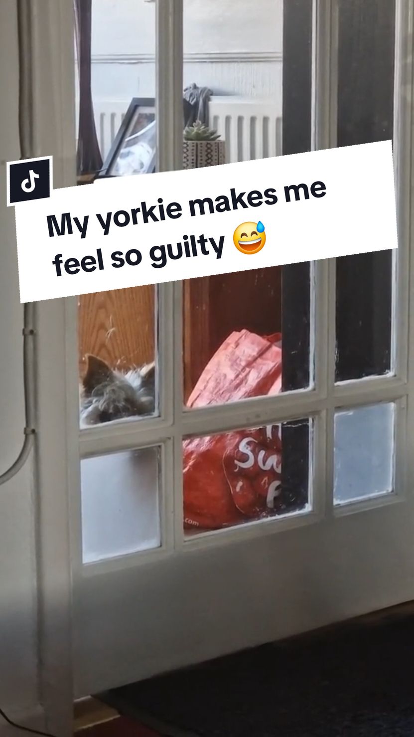 Throwback to the old house when Elsie had to be put in time out in the kitchen 😅 #yorkiesoftiktok #yorkiemom #yorkiemum #yorkiemommy #yorkshire_terrier #yorkieterrier #yorkiesofficial #yorkshireterrier #yorkshireterrierlove #yorkieterriers #yorkiemummy #dogsoftiktok 