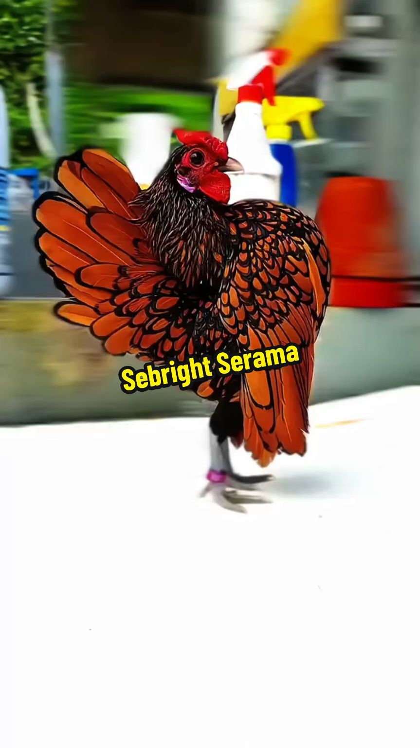 Serama x Golden Sebright. Rare color.  Credits to the rightful owner. #foryou #ayamserama #ayamseramamalaysia #smallestchickenintheworld #seramachicken #bantam #famous #fypシ 