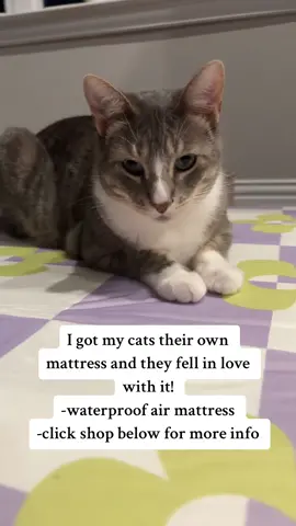 Never thought they would need their own mattress but they instantly fell in love with it #catsoftiktok #cats #kittiesoftiktok #cutecat #catstuff #fy 
