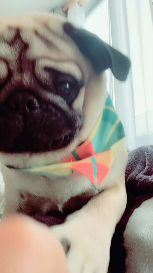 Mi berrinches jajaja#perrosdetiktok #pug#parati #fypシ゚viral #perritos 