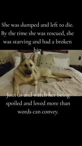 We treat her like a princess now, her hard days are all gone. We'll follow you back. #teamwork  #happydog .#sweetdog  #goodestgirl  #funnydogs  #missbitey  #fyp  #fypdog  #GSD  #reactivedogs  #boost  #followtrain  #germansheperdsoftiktok  #bigdogs  #donotpet  #dogintraining  #gsdmom  #shepherdsrule  #rescuedog  #foreverhomedogs  #genx  #genxmom  #genxdogmom  #genxmarriedcouple  #marriedtomybestfriend  #stemgirl  #physics  #quantumphysics #cutedog  #quantunentanglementprovescreator  #saved  #math  #derivatives  #stephenkingfan  #stephenkingbooks 