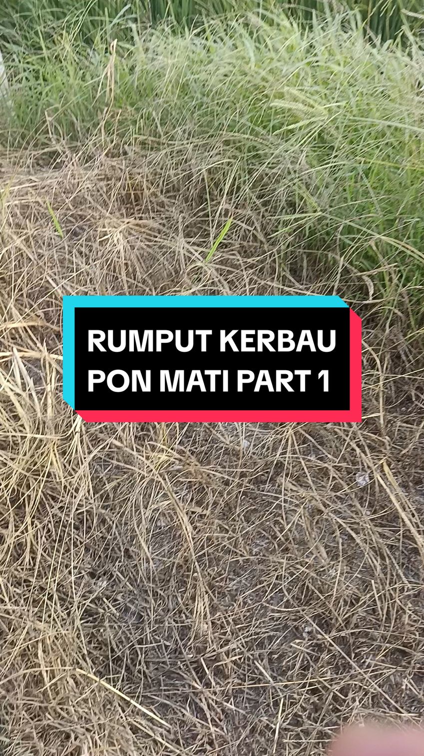 KALAU TAK NAK RUMPUT PANJANG GUNA YANG INI... RUMPUT KERBAU PON TUMBANG  #rumput #racun #racuntiktok #racunrumput #racunlalang 