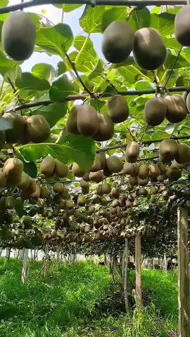 Intip perkebunan buah kiwi yang berbuah sangat lebat #fyp #trending #viral #reels #shorts #vod #fbpro #facebookpro #pemula #pertanian #agriculture #farming #perkebunan #kebun #gardening #garden #harvesting #buahkiwi #kiwi #fruit 