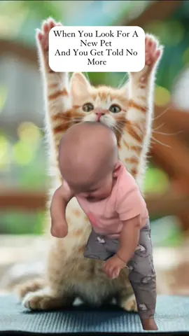#Meme #MemeCut #capcut #pets #please #viral #trending #funny #cat #fyp 