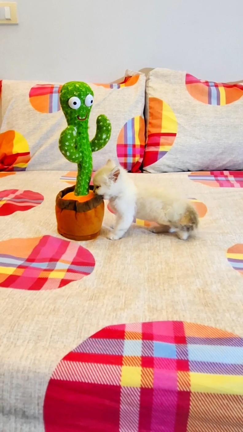 funny kitten reaction to dancing cactus #kitten_with_a_dancing_cactus #cat_with_dancing_cactus_funny  #funny_dancing_cactus #reaction_kitten #funny_cat_reaction  #funny_kitten_reaction #funy_kitten_video #Cat_video_funny #Cute_and_Funny_kitten_Video #Funny_kitten #Cute_and_Funny_Cat_Video #Funny_Kittens_Videos #kittensounds #meowing_kitten #meowing_cats #kittensoftiktok #cat_funny #meowing_kitten