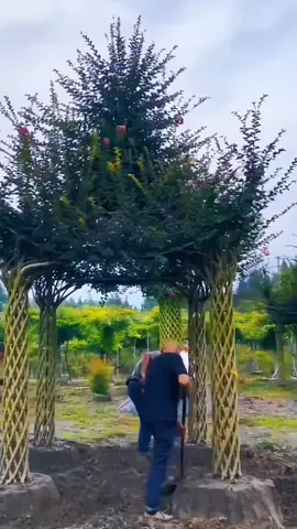 Ide unik tanaman bonsai untuk hiasan taman #fyp #trending #viral #reels #shorts #vod #fbpro #facebookpro #pemula #pertanian #agriculture #farming #perkebunan #kebun #gardening #garden #harvesting #bonsai #bonsaitaman 