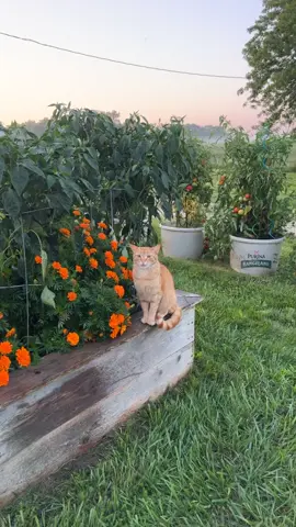 my handsome patient boy waiting for mom to finish watering the garden so we can go open the gate. 🍊  #kl2farms #cat #garden #homestead #handsomeboy #missourifarm #farmer #outdoorcat #barncat 