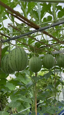 Giai đoạn bón phân để đón hoa thụ phấn cho dưa hấu #conanggocong 