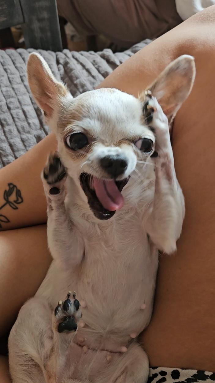 Słodziaaak 😂🙈🩷 #chihuahua #chihuahuastiktok #dog #dogsoftiktok #funny #funnymoments 