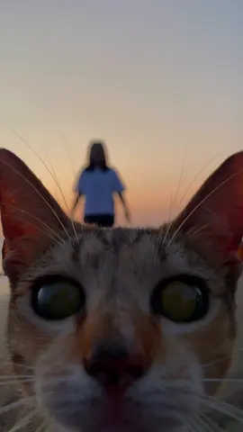 Seas for this cutie lucy😽#cat #sea #fyp 