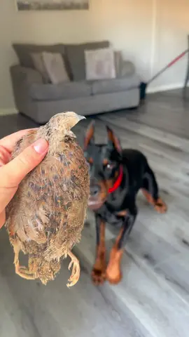 His first time having whole prey quail so he was a little unsure🪶😂 #dog #dogsoftiktok #quail #dogchews #dogfood #dogtreats #doberman #wulfsnacks 