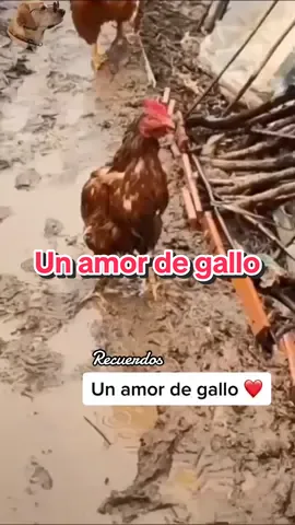 Un amor de gallo #historiasdeanimales #bellabamba #gallo #amor 