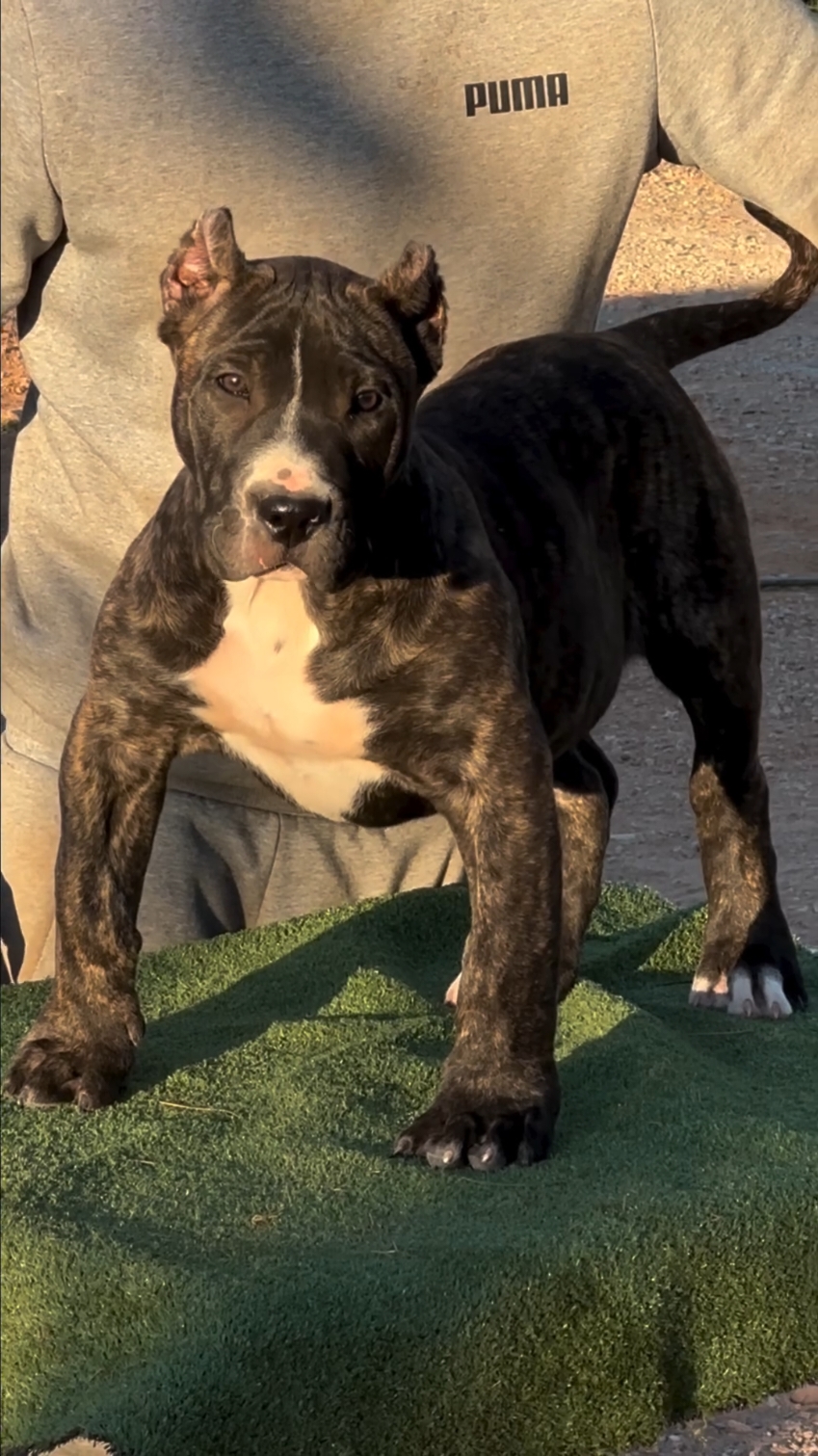 Guardianes de los Sanz selección de presa canario #españa #presacanario #viral #pitbull #corso #americanbully #bully #beast #lovedogs #foryou #mastiff #beastmode #beast 