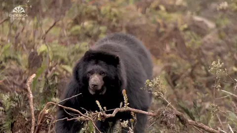 OSO ANDINO, OO FRONTINO u OSO DE ANTEOJOS (Tremarctos ornatus) Video: @docukalu  Chello: Andrea Paola Castillo Los bosques y páramos del macizo Chingaza albergan una de las especies más emblemáticas del país, el único representante de la familia Ursidae en américa del sur, conocido como Oso Andino, Oso Frontino u Oso de Anteojos (Tremarctos ornatus).  Esta especie revierte una gran importancia no sólo por sus peculiaridades biológicas o ecológicas, sino porque está motivando y orientando en forma decisiva la conservación del patrimonio natural y cultural de los países de la región. Sin embargo, esta especie se ha visto amenazada por la pérdida de hábitat y las interacciones negativas con las comunidades, cuyo resultado muchas veces resulta en muertes de este animal. El macizo Chingaza: Tierra de osos, tierra de gente, tierra de todos!!! @fundacionwii @acueductodebogota #ososenlaniebla #osos #bear #osoandino #chingaza  #tremarctos #paramo #colombia #colombiasorprendente #bosqueandino #slow #slowmotion #film #wildlife #wildlifeconservationist #wild #wildnature #filmshooters #nature #naturephotography #naturefilmed #naturefilmphotography #sony #canon 