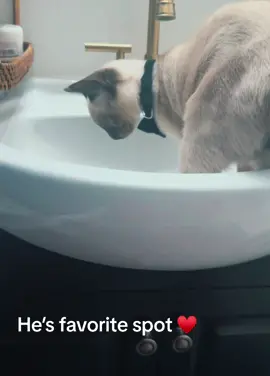 #lovecatsoftiktok #kittens #catlover #catlovers #oceaneyes #cats 