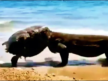 The komodo dragon has a new hat. #wildanimals #animals #foryou 
