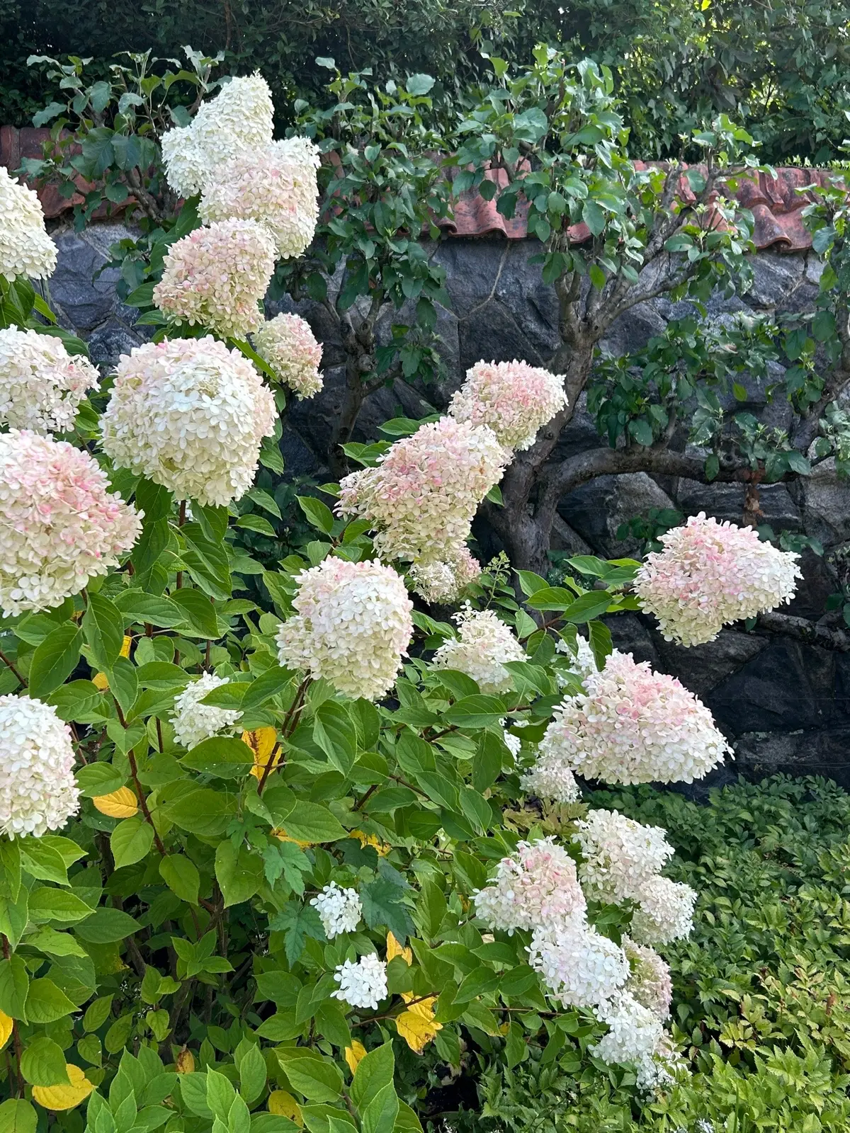 road trip for the weekend. happy hydrangeas are finally in season