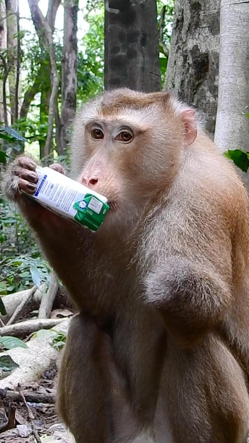 Ponko drinks milk to strengthen his power for the next battle round 😂😂😂🤣🤣😁🤣#monkey #monkeyzoo #cutemonkey #trendingmonkey #foryou #tiktok 