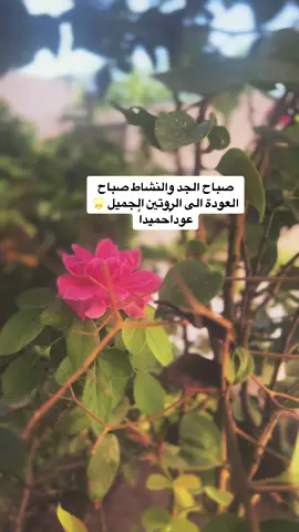 #العودة_للمدارس #fyp #foryou #explore #fypシ #صباح_الخير 