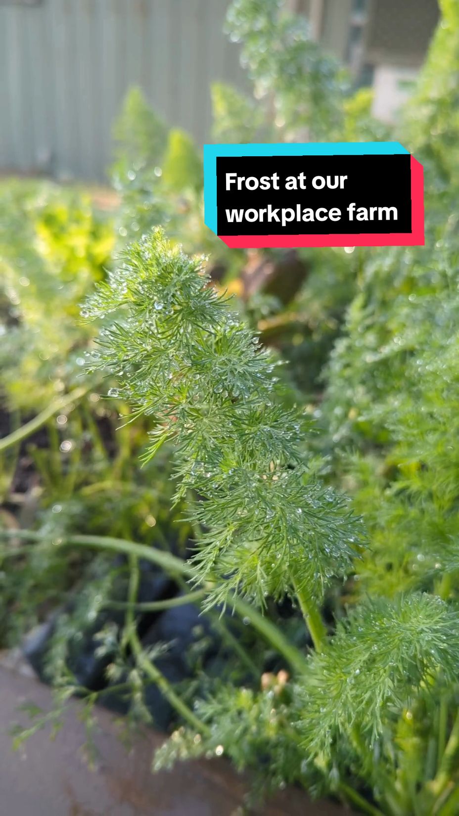   🌱❄️ Despite the frosty morning, our #Foodcube workplace farm at the Australian Ecosystems Nursery is thriving! 💪🌿 The resilience of our urban farm is truly inspiring.  #UrbanFarming #Foodcube @Foodcube 