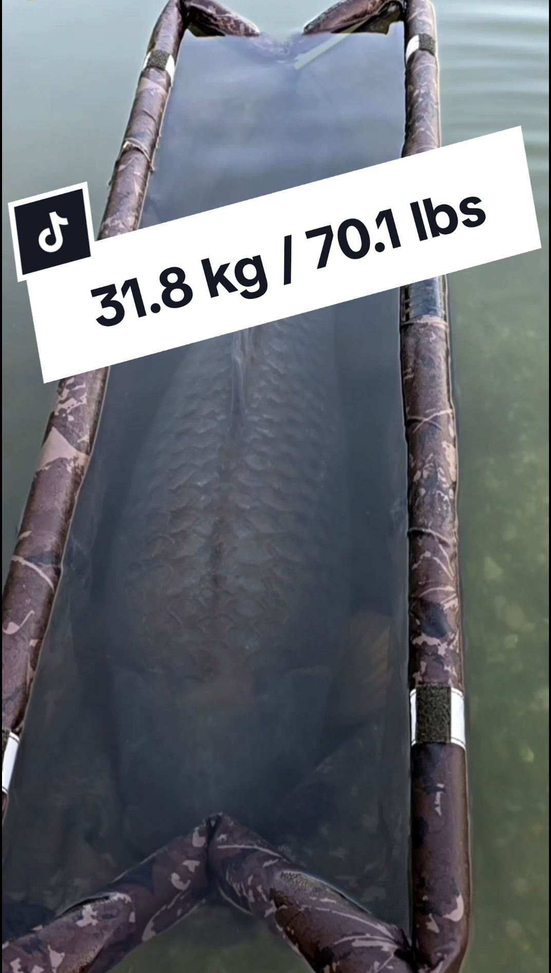 ⬇️🐳 31.8 kg / 70.1 lbs 🎣 ⬇️ 🇺🇸 I still can't believe it. Almost exactly a year ago, this stunning carp found its way into my net, marking the start of my fishing adventures at my new home water. Who would've guessed my first carp would be so special? This year, luck was on my side again and I managed to land him once more, this time even heavier. Moments like these are what make fishing such an incredible passion. 🇩🇪 Noch immer kann ich es kaum glauben. Vor fast genau einem Jahr landete dieser Schuppi in meinem Kescher und markierte den Beginn meiner Angelerlebnisse an meinem neuen Hausgewässer. Wer hätte gedacht, dass mein erster Karpfen so ein besonderer Fisch werden würde? Dieses Jahr wiederholte sich das Glück und erneut durfte ich ihn fangen, diesmal sogar etwas schwerer. Solche Erlebnisse machen das Angeln zu einer unglaublichen Leidenschaft.  #carp #carpfishinguk #catchandrelease #fish #fishing #big #fishinglife #bigfish #bigcarp #foryou #fypシ #foryoupage #fyp #fy  @Nash Tackle 