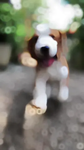 Snowy 🐾🦴 #beagle #doglover #fyp #baby #srilanka 