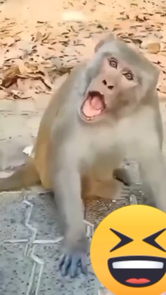 Funny Animal Visit Video #chfun2 #foryou #fyp #fyp #foryoupage #viral #video #viralvideo #viraltiktok #fyp #standwithkashmir #trend #trending #funny #Animals #Visit #Video #tiktok #stitch #tiktokindia @TikTok @TikTok UK @tiktok creators @TikTok Trends @Beautiful Cows @ABDULSATTAR @𝙎𝙖𝙦𝙞_𝙒𝙧𝙞𝙩𝙚𝙨🥀❤️ @✨S H A I K H✨ @Abdul Qadeer 