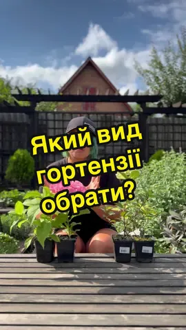 Замовити саджанці гортензій можна за посиланням у шапці профілю👆 #яскраваклумба #гортензія @Корисні Корисності🏡 