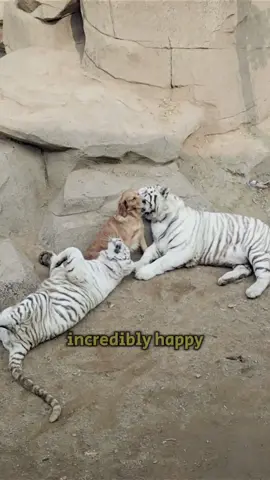 Why is the tiger so obedient?#animals #tiger #lovestory #fypage #healing 