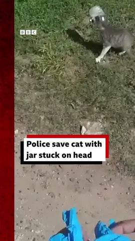 'Jar Jar' was taken to an animal centre for a check up afterwards. #Cat #Texas #Cats #CatsOfTikTok #AnimalRescue #Rescue #CatRescue #Animals #AnimalTok #police #PoliceFootage #Bodycam #US #News #BBCNews