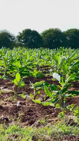 Beeraheen aan aadno aan baahi baxnee somaliweyn🇸🇴❤️✌🏽#beerahafgooye #somalitiktok #somalitiktok #balcad #somalia #farmlife #moos #liindhanaan #beero #tacbashada #somali #foryou #foryoupage #fypage 