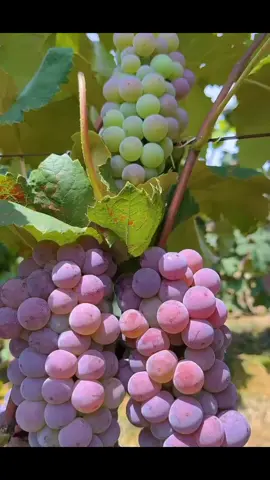 #viral #tiktok #foryoupage #fruit #grapes 